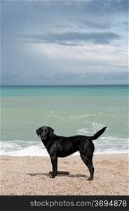 A black retriever by the beach