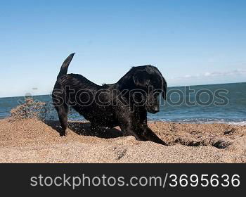 a black retriever digging at the beach