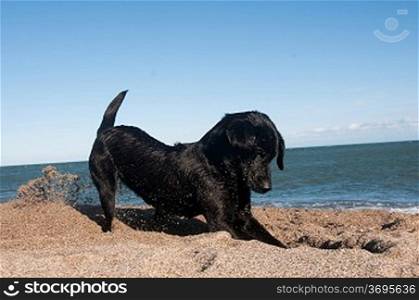 a black retriever digging at the beach