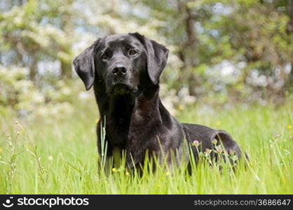 A black retriever in a field