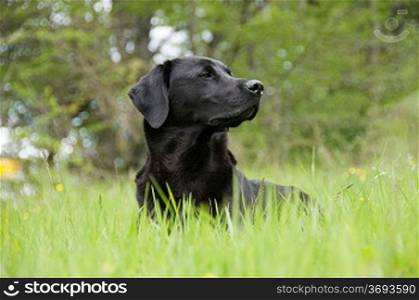 A black retriever in a field