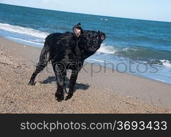 A black retriever on the beach