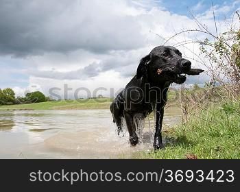 A black retriever playing fetch in the water