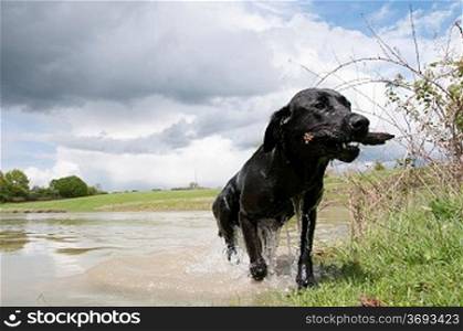 A black retriever playing fetch in the water