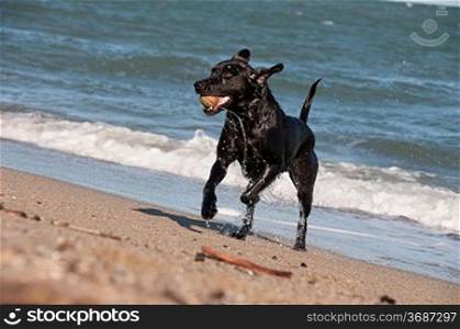 A black retriever playing in the surf