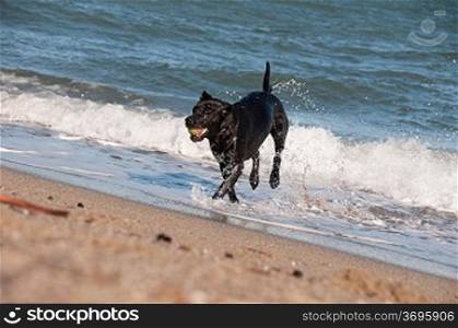 A black retriever playing in the surf