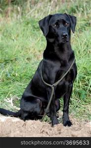 A black retriever sitting waiting for its owner