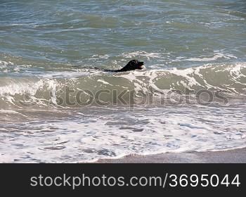 A black retriever swimming