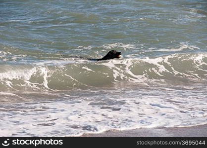 A black retriever swimming