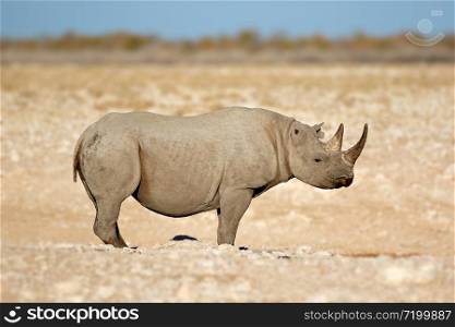 A black rhinoceros (Diceros bicornis) in the arid landscape of Etosha National Park, Namibia