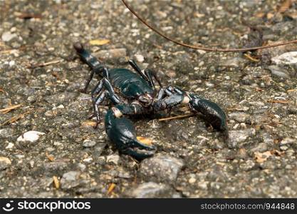 A black scorpion on ground outdoor in national park garden. Tropical forest in summer season. An insect in Kanchanaburi district, Thailand.
