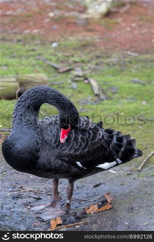 A black swan preening it&rsquo;s feathers at the Wetlands Centre in Barnes, London
