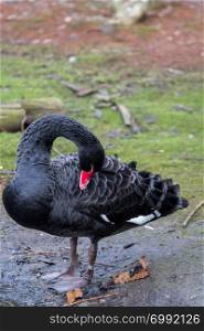 A black swan preening it&rsquo;s feathers at the Wetlands Centre in Barnes, London