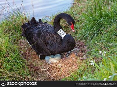a black swan sits on eggs on the edge of the yarra river in melbourne