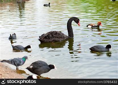 A black swan swimming on a pool of green water