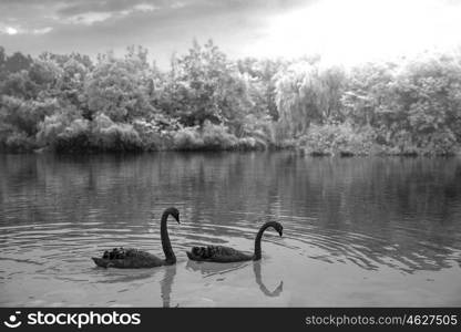 A black swan swims in a pond. China.