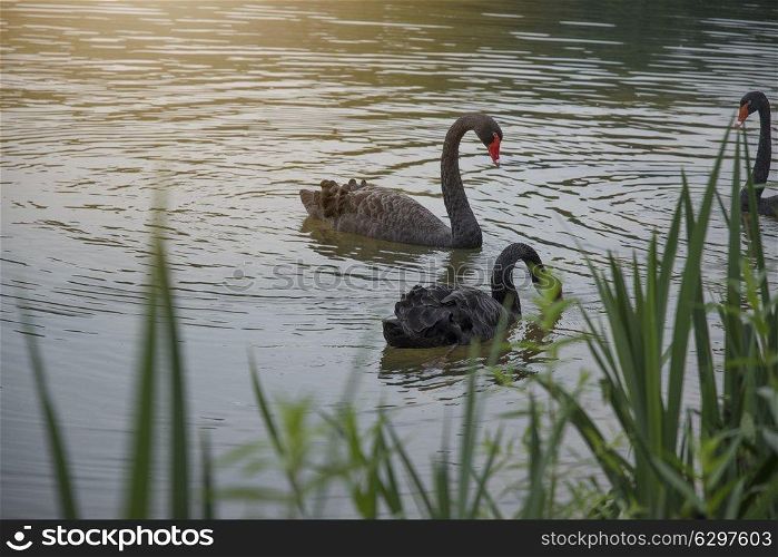 A black swan swims in a pond. China.