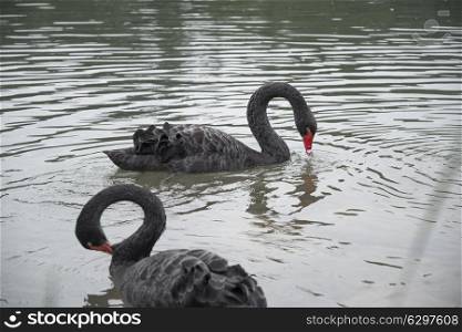 A black swan swims in a pond. China.