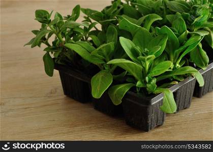 A black tray with Petunia seedlings