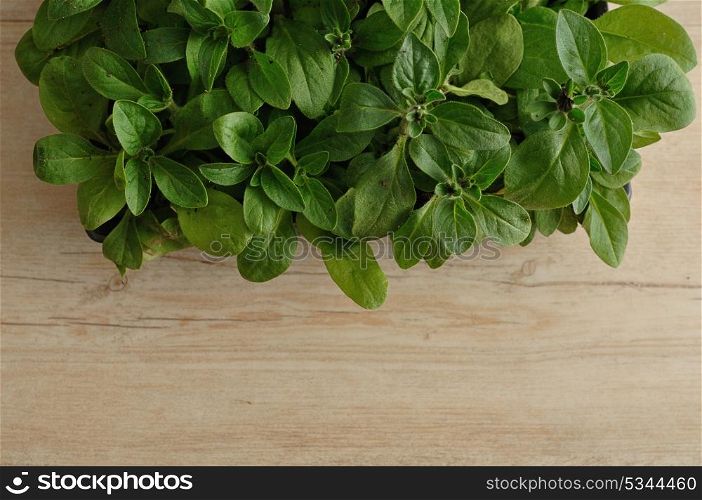 A black tray with Petunia seedlings