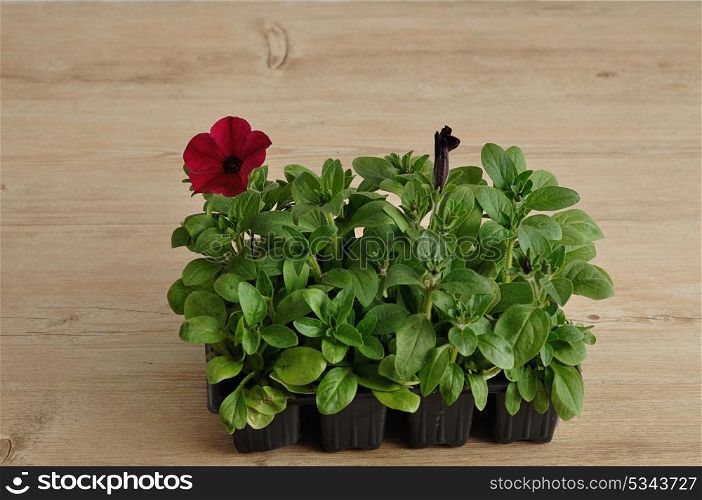 A black tray with violet Petunia seedlings