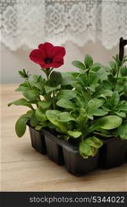 A black tray with violet Petunia seedlings