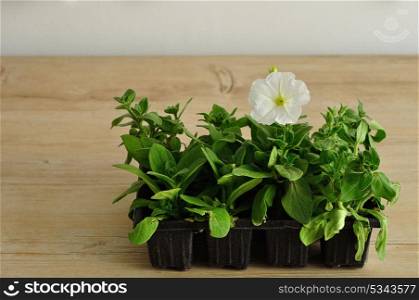 A black tray with white Petunia seedlings