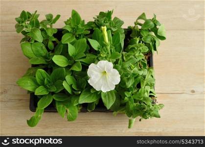 A black tray with white Petunia seedlings