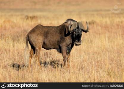 A black wildebeest (Connochaetes gnou) in open grassland, Mokala National Park, South Africa