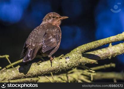 A blackbird is sitting on a branch in a wood near homburg in germany