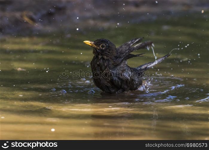 A blackbird is splashing in waterpool and take a bath