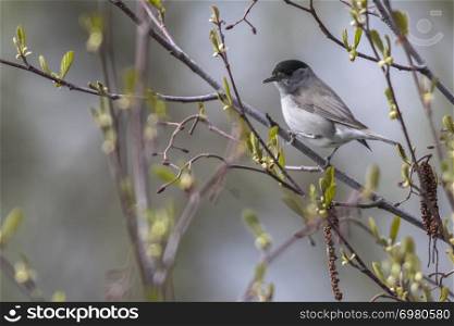 A blackcap is sitting on a branch