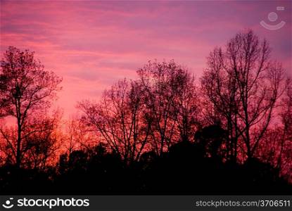A blazingly colorful sunset over a forest in the winter.