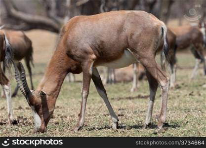 A Blesbok, a large herbivore endemic to South Africa in a South Africa National Park