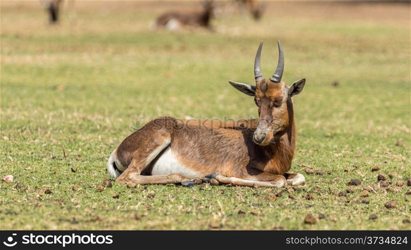 A Blesbok, a large herbivore endemic to South Africa in a South Africa National Park