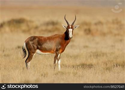 A blesbok antelope  Damaliscus pygargus  in grassland, Mountain Zebra National Park, South Africa 