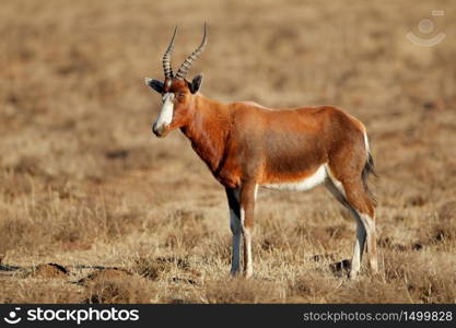 A blesbok antelope (Damaliscus pygargus) standing in grassland, South Africa