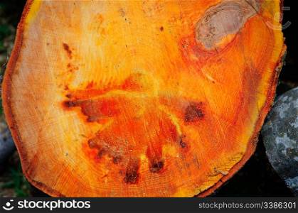 A blob of colour in the texture of an alder trunk gives the appearance of a ghostly presence. Orange ghost on wood texture
