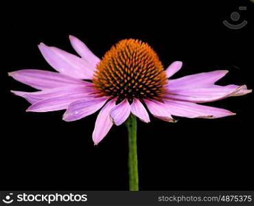 a blooming coneflower, medicine plant of the american native. Coneflower