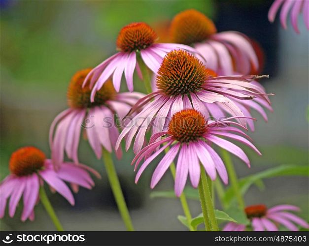a blooming coneflower, medicine plant of the american native. Coneflower