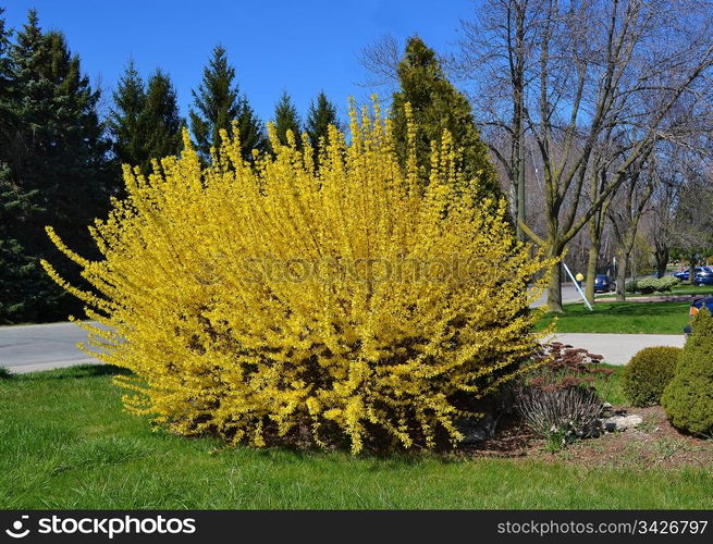 A blooming cytisus laburnum bush on a side street in a front yard inearly spring under sunny blue sky.