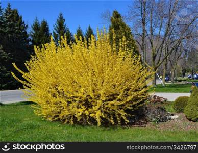 A blooming cytisus laburnum bush on a side street in a front yard inearly spring under sunny blue sky.