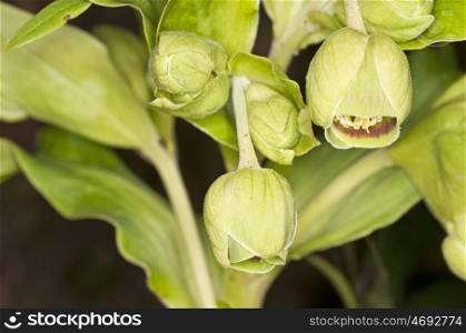 a blooming hellebore, medicine plant of the middle ages. hellebore