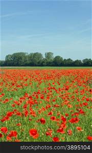 A blooming poppy field in spring, cloudless sky