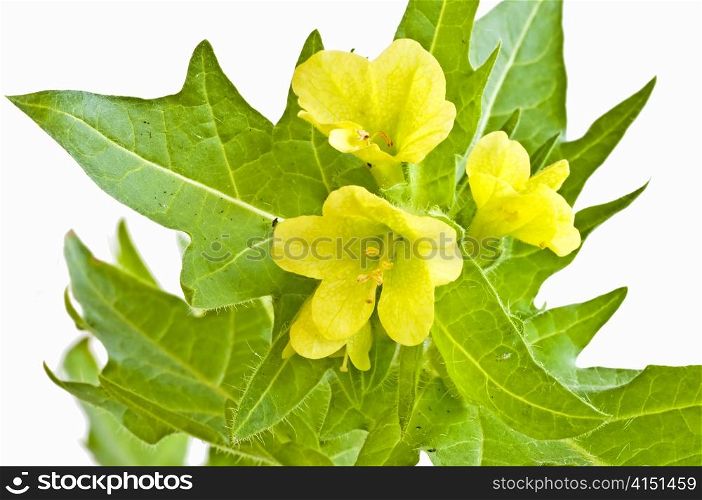 a blooming yellow henbane. yellow henbane