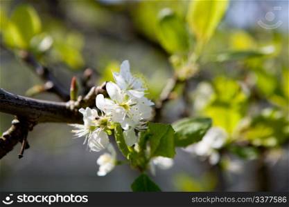 A blossom on a plum tree in spring