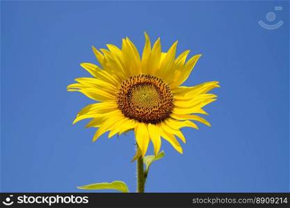 A blossoming sunflower against a blue sky and sun.. A blossoming sunflower against a blue sky and sun