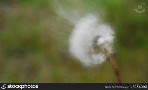 a blowball or dandelion becomes blown, all blossom particles fly away, slow motion. Eine Pusteblume wird angepustet, so dass alle Blutenteile davonfliegen - Zeitlupe