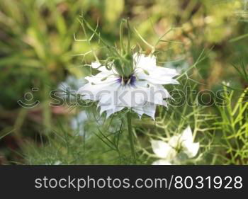 A blue and white love in a mist in close up