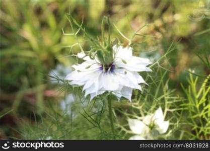 A blue and white love in a mist in close up